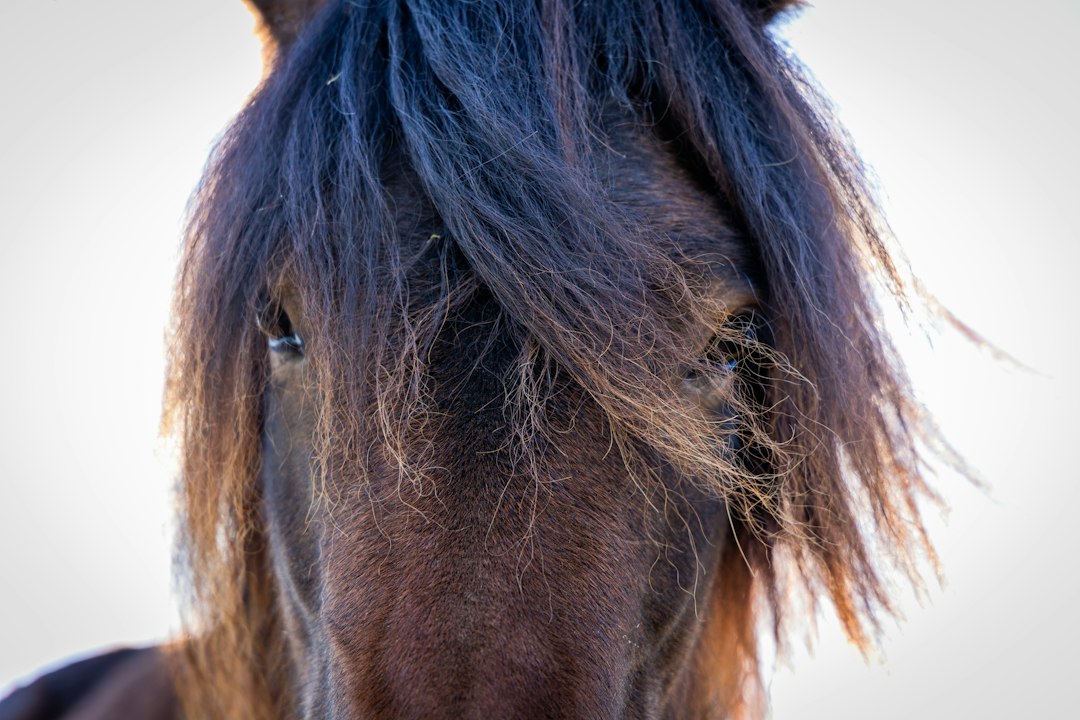 A horse's mane, shown as a source illustration for horsehair used in selected mattress designs.