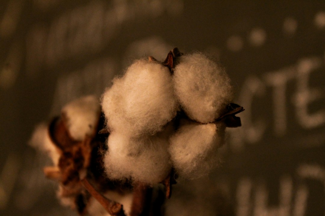 Fluffy white cotton bolls growing on a cotton plant.